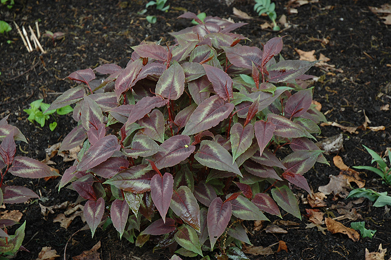 Polygonum microcephalum  (1348)
